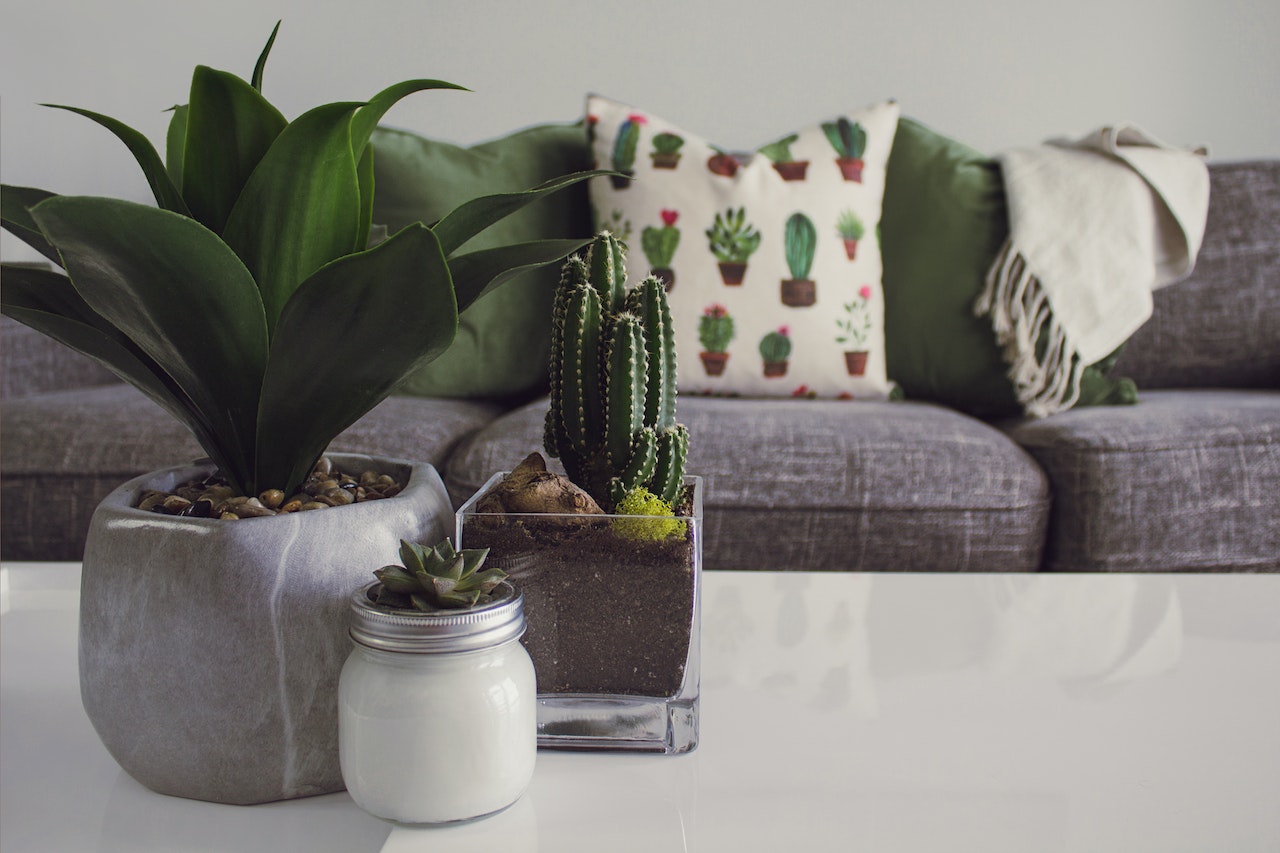 Aceste plante de apartament sunt toxice pentru animalele tale de companie
