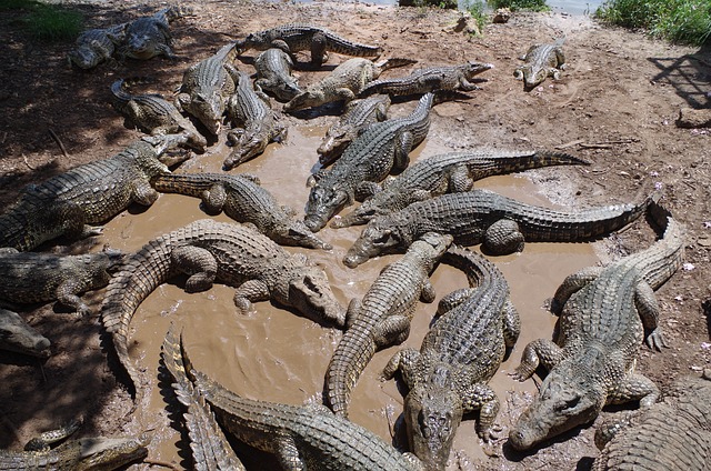 Crocodil sau aligator