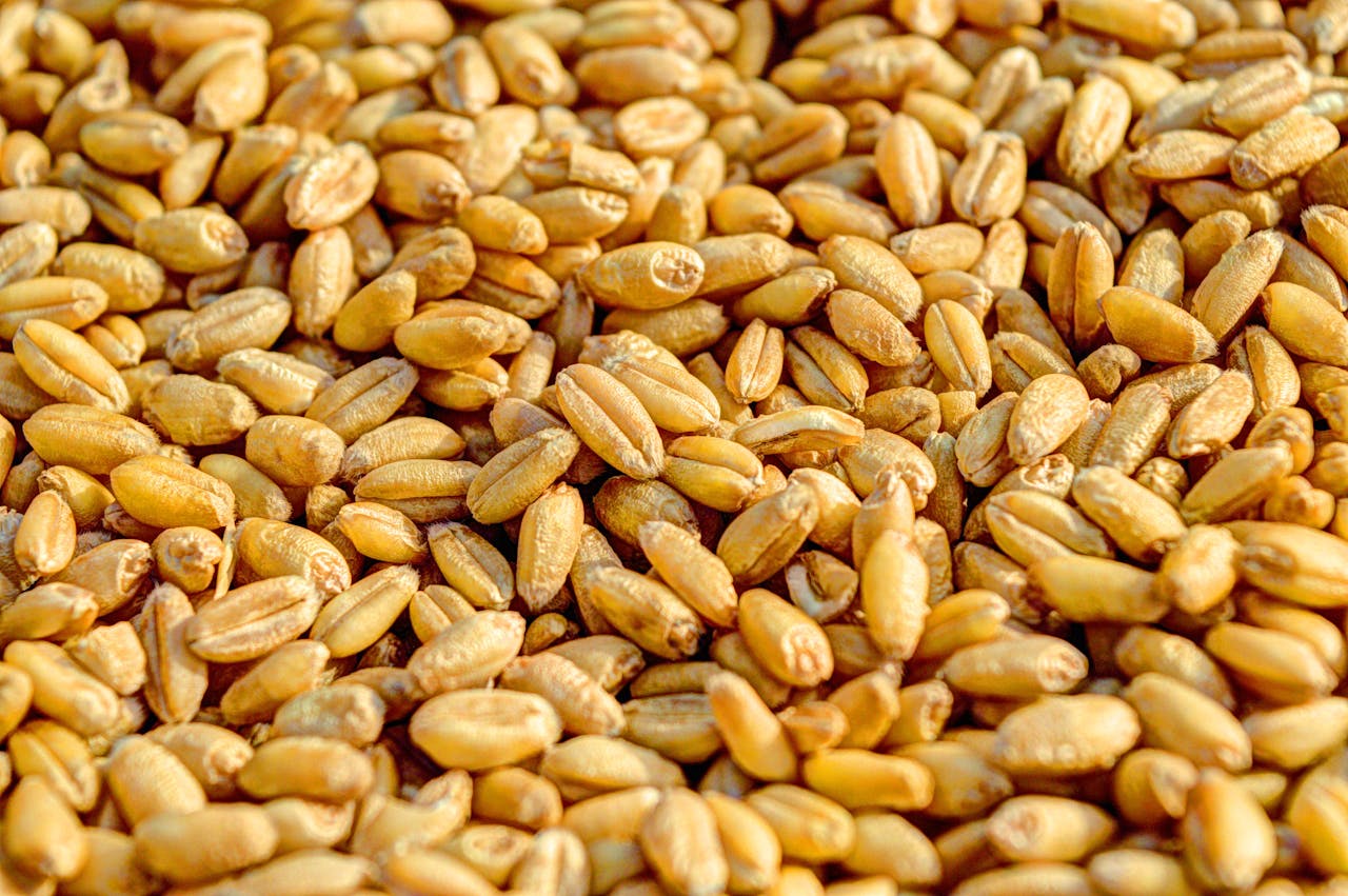 Importanța grâului în alimentația globală