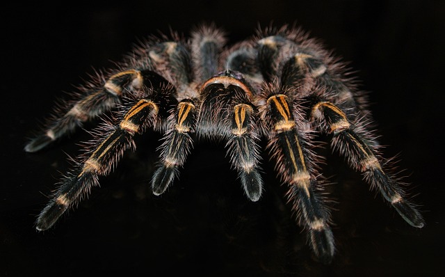 tarantule drept animale de companie