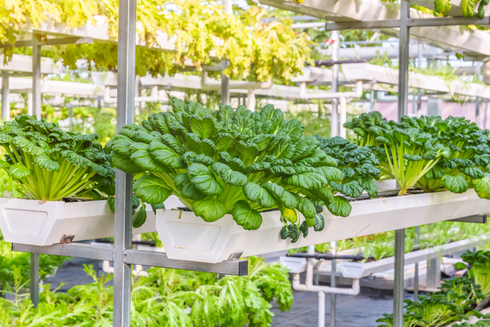 Agricultura verticală