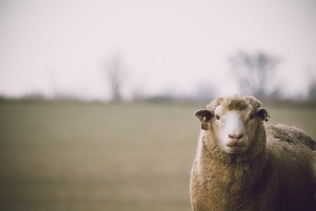 Lâna merinos