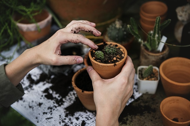 mutarea plantelor în interior