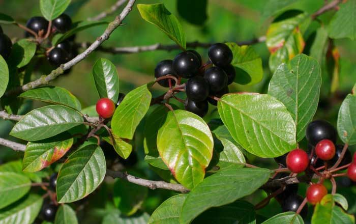 Crușinul: o plantă medicinală cu efecte laxative, coleretice și antihelmintice