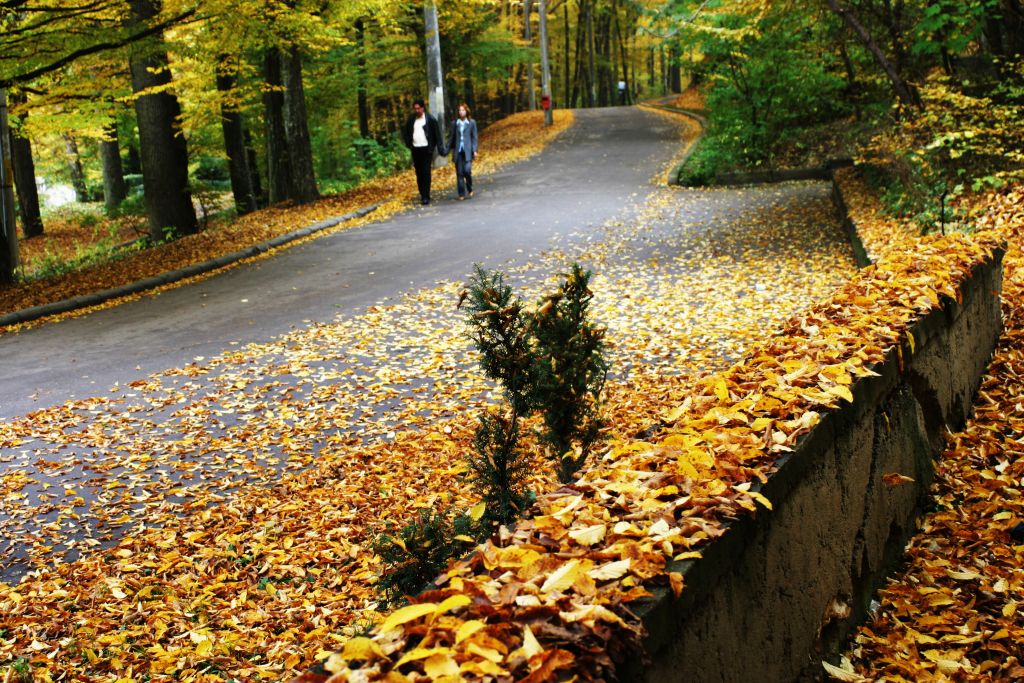 Parcul Dendrologic Trivale