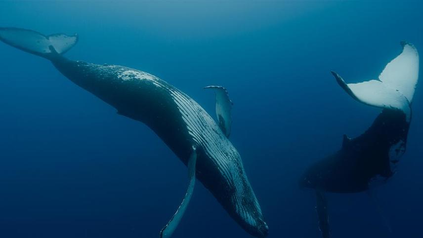 Les gardiennes de la planète: Explorând teme ecologiste în acest film SF captivant