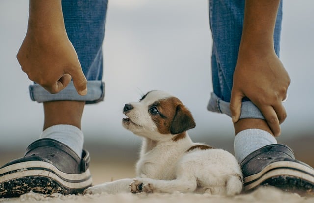 animale de companie