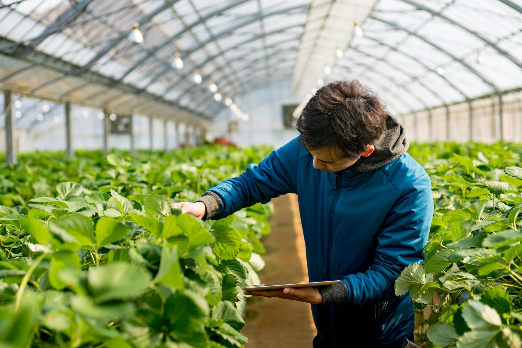 agrotech